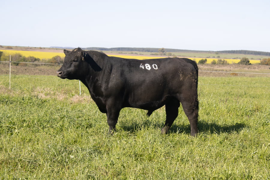 Lote 43