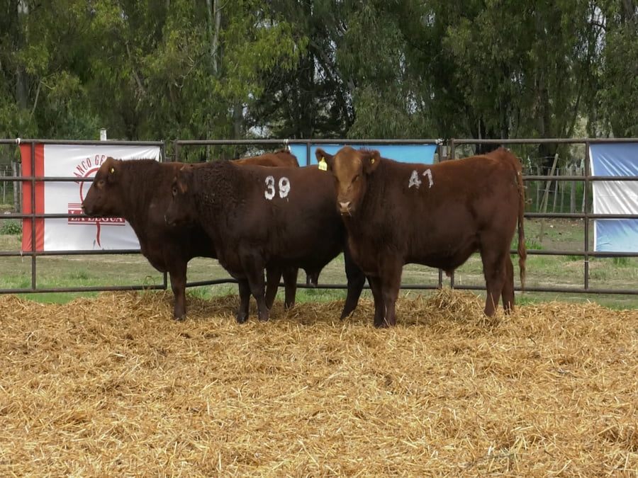 Lote TOROS ANGUS COLORADOS PC