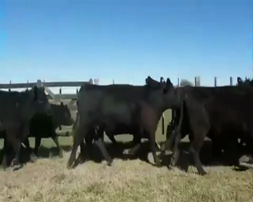 Lote 12 VAQUILLONAS CON CRIA en Brandsen, Buenos Aires