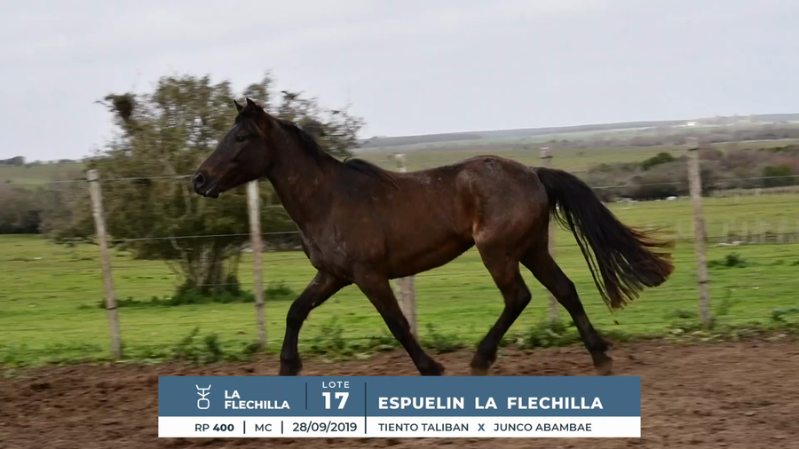 Lote ESPUELIN LA FLECHILLA