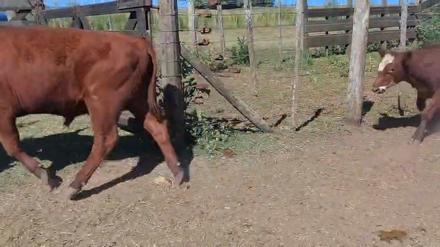 Lote 37 Terneras en Coronel VIdal