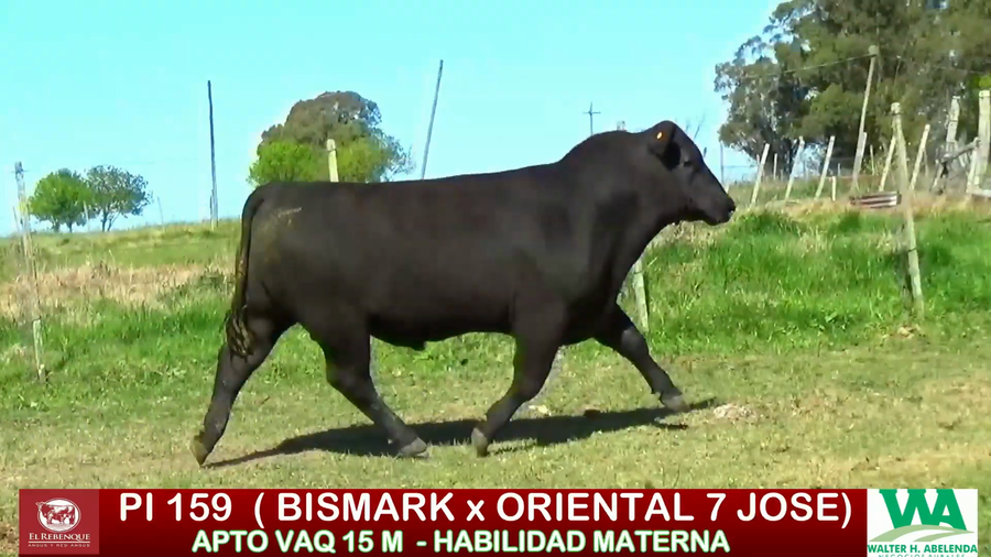 Lote Toros a remate en ANGUS EL REBENQUE, Florida