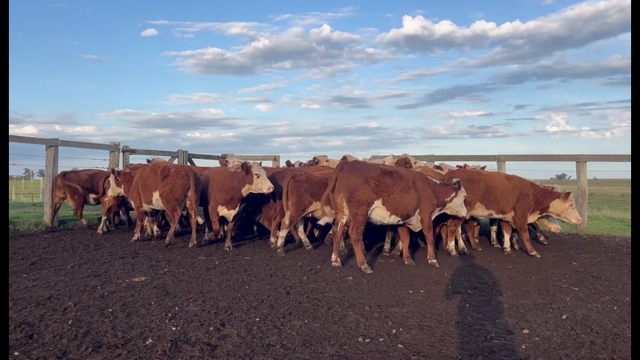 Lote 40 Vacas