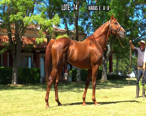 Lote CUCUEL (ARG)