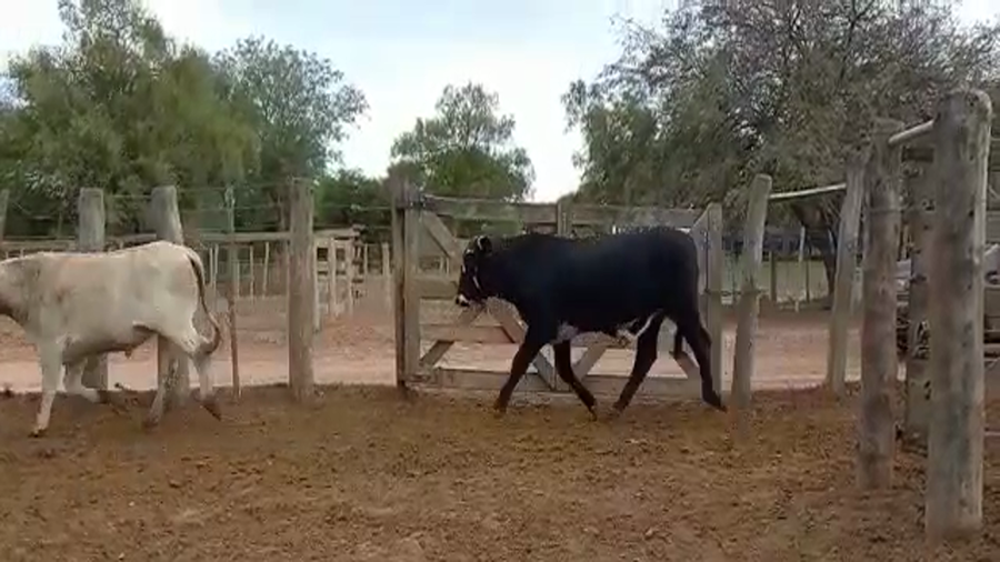 Lote 180 Novillos en Juan José Castelli, Chaco