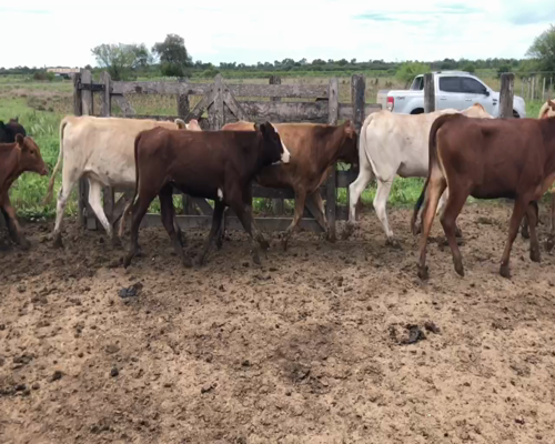 Lote 95 Terneras en Palo Santo, Formosa