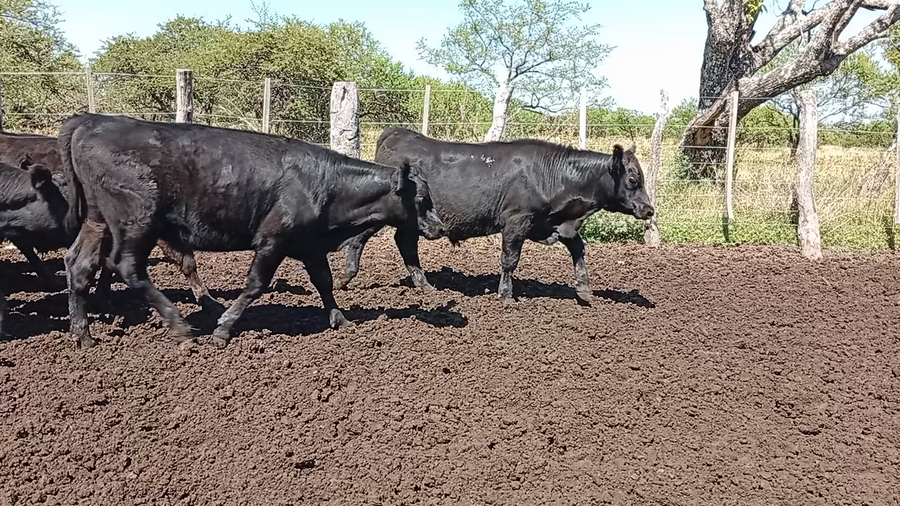 Lote 70 Terneros en Entre Ríos, Federal