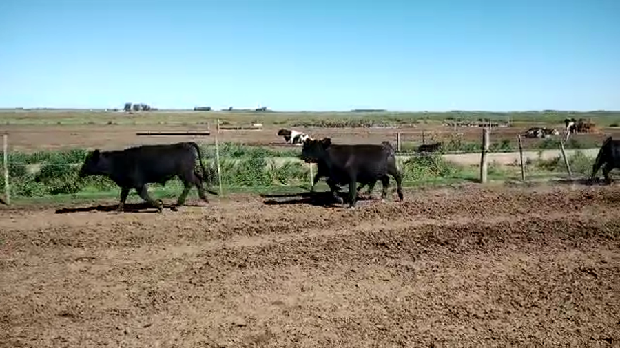 Lote 55 Novillitos y vaquillonas en Pehuajó, Buenos Aires