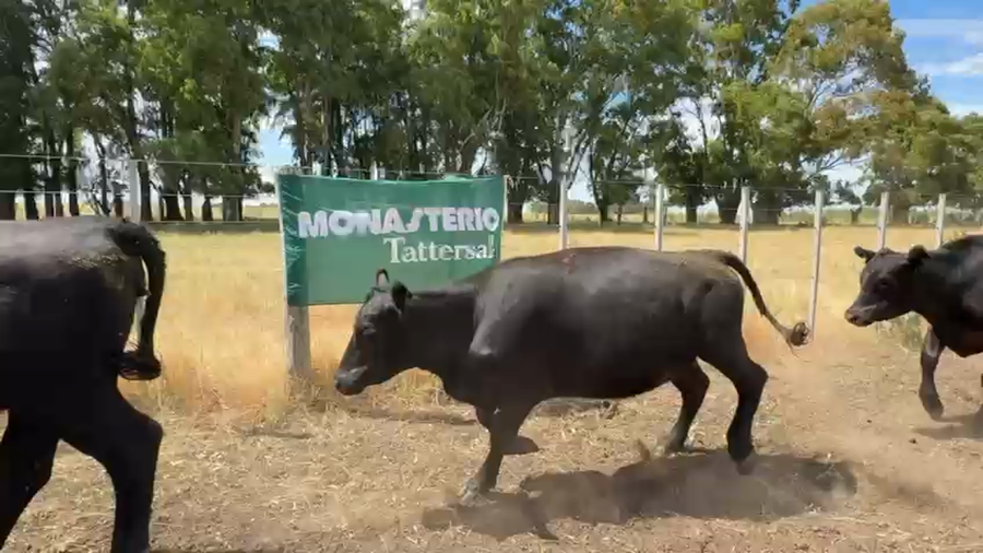 Lote 8 Vaquillonas en Coronel Pringles