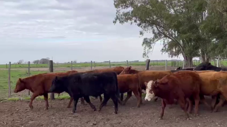 Lote 40 TERNS. MACHOS Y HEMBRAS, CARLOS CASARES, BS, AS,