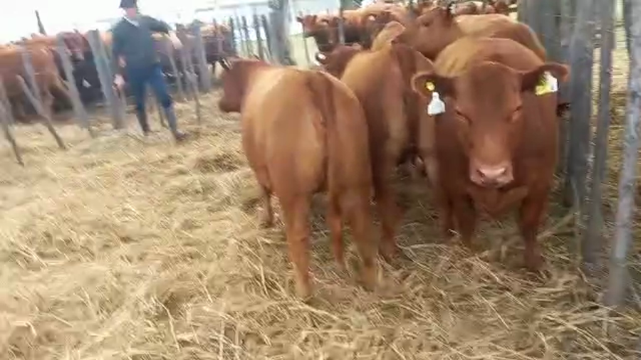 Lote "Corral 178 Vaq. Para Entorar Generales ""El Atardecer"""