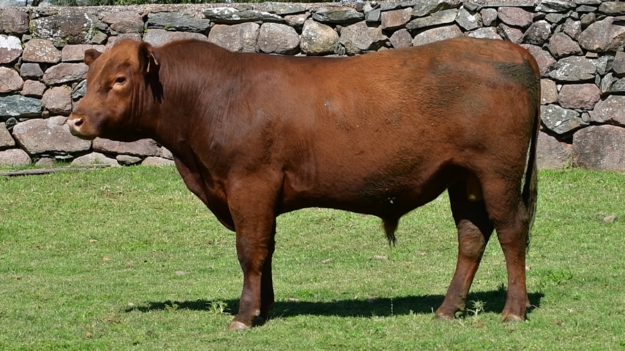 Lote 2 Toros a remate en Toros en San José, San José