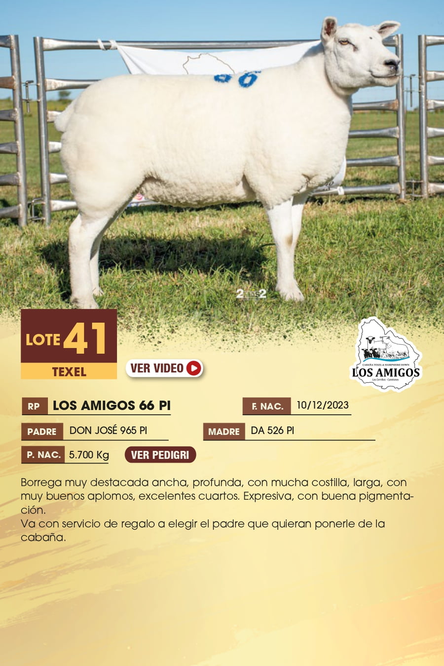 Lote 41 - TEXEL