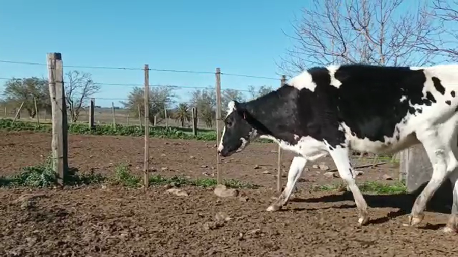 Lote (Vendido)2 Vaquillonas 1 a 2 años HOLANDO a remate en 5to remate por pantalla ENTRE MARTILLOS, San José