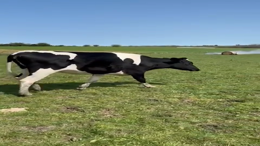 Lote (Vendido)Industria HOLANDO a remate en #49 Pantalla Carmelo 430kg -  en COLONIA AMERICA