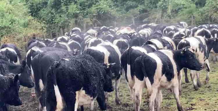 Lote 60 Novillo Engorda en Osorno, X Región Los Lagos