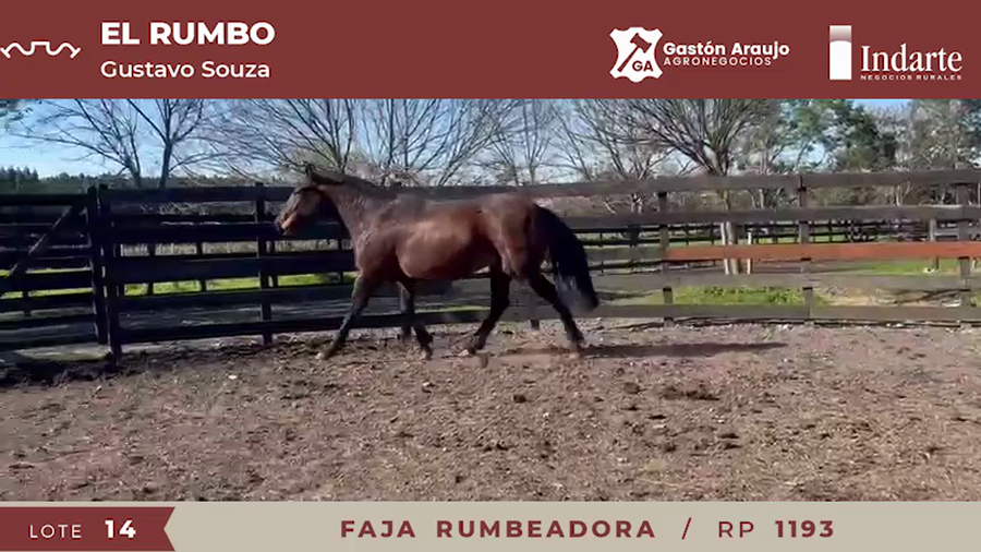 Lote FAJA RUMBEADORA