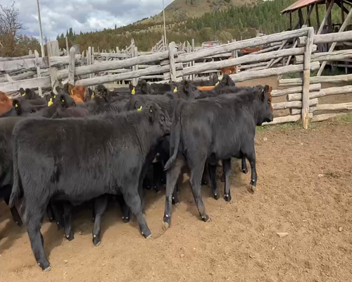 Lote 42 Ternera en Coyhaique, XI Región Aysén