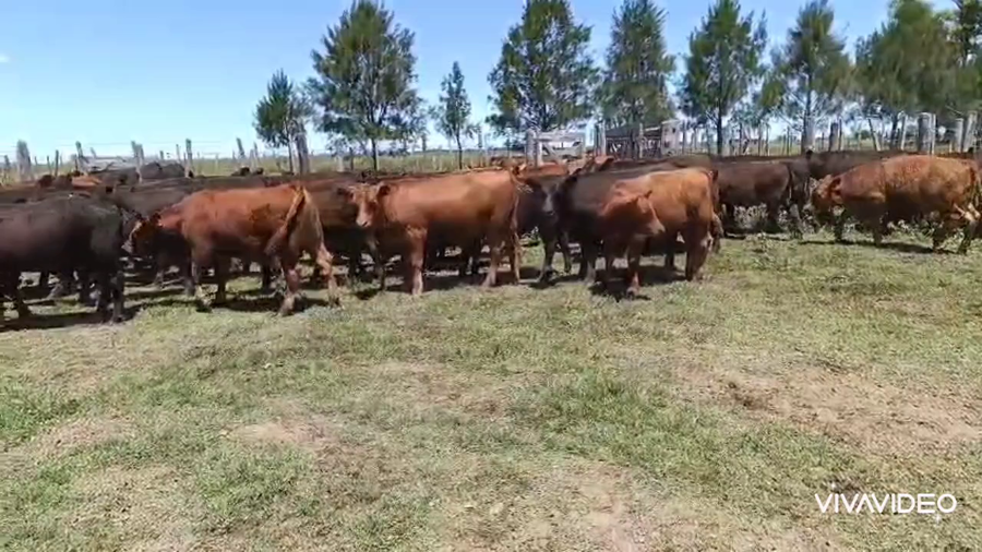Lote 65 Terneros