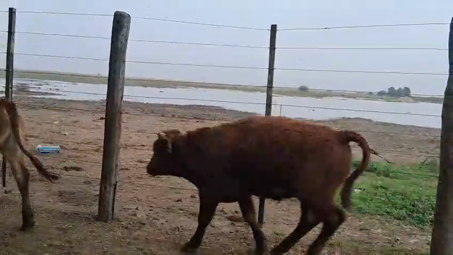 Lote 55 Novillitos