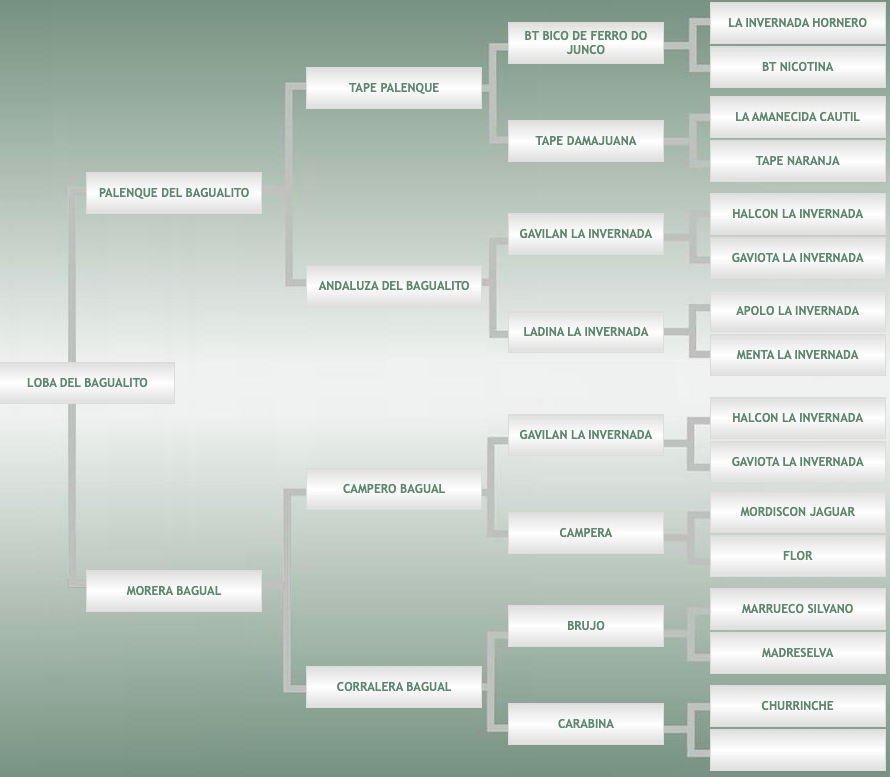 Lote Loba Del Bagualito