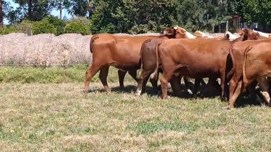 Lote 16 Vaquillonas preñadas