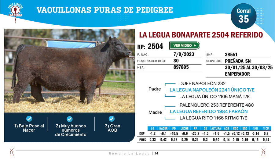 Lote VAQUILLONAS ANGUS  PP