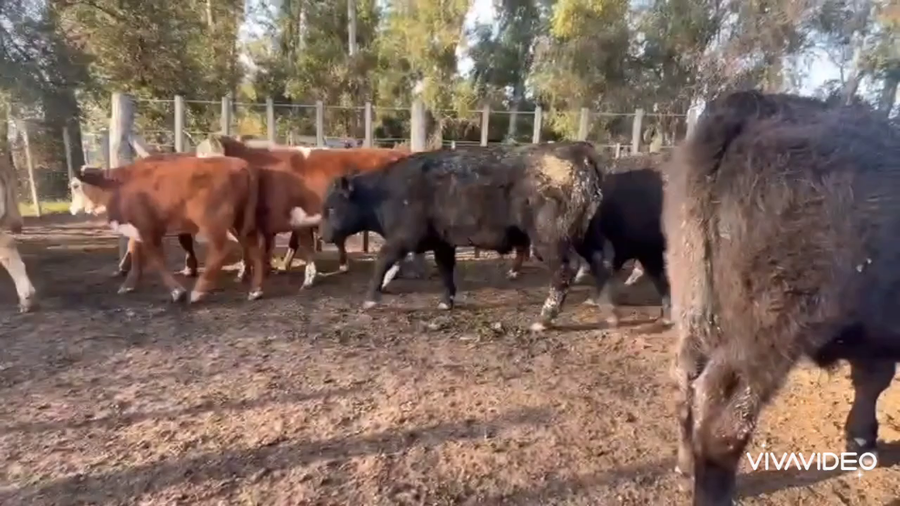 Lote 40 Terneros/as en Gral. Rodríguez, Buenos Aires