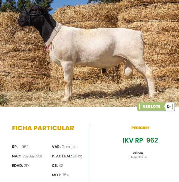 Lote LOTE 14