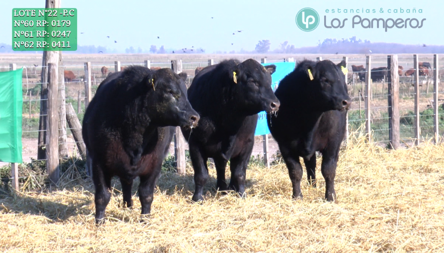 Lote TOROS PUROS CONTROLADOS