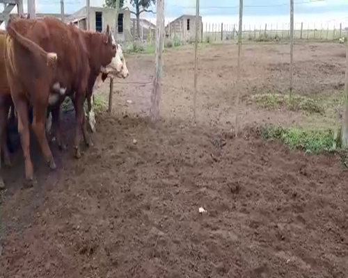 Lote 25 Terneras en Gral. Lamadrid, Buenos Aires