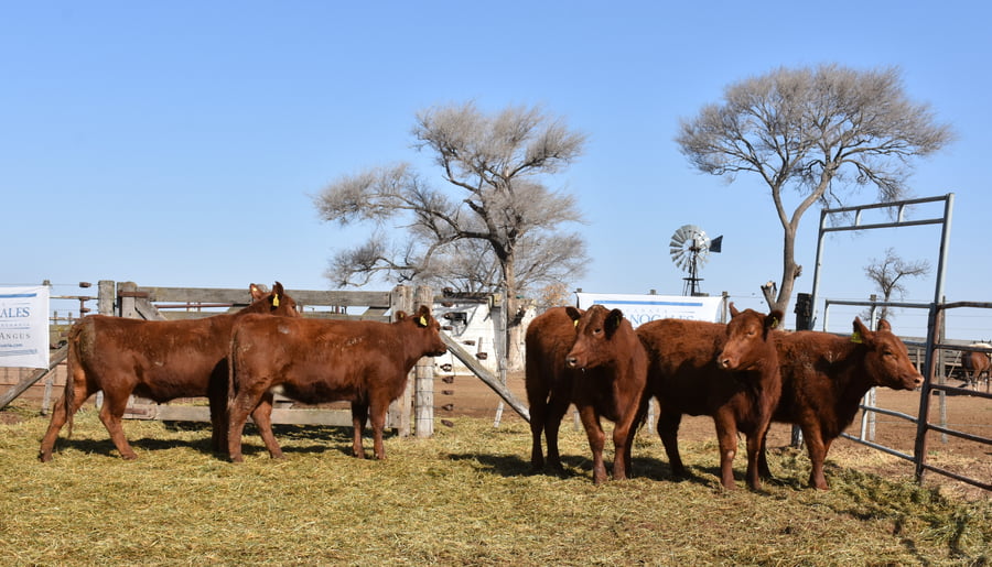 Lote VAQUILLONAS RODEO GENERAL CON GARANTÍA DE PREÑEZ  (Corral 21)