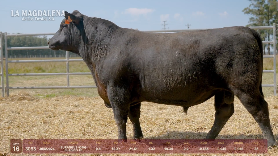 Lote Lote 16 - Angus
