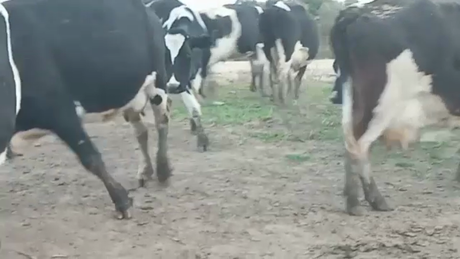 Lote 12 Vacas de Invernada HOLANDO a remate en PANTALLA CAMY 470kg - , San José