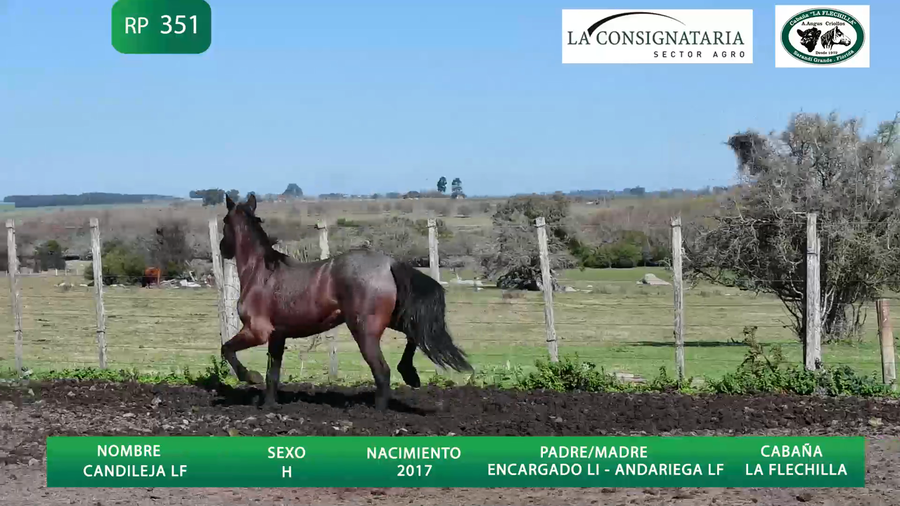 Lote Candileja LF