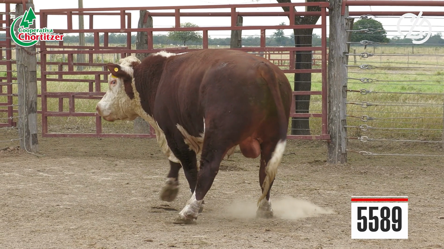 Lote Hereford