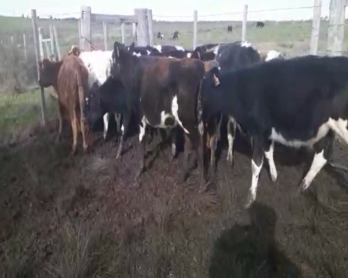 Lote 15 Terneros HOLANDO a remate en Pantalla Camy 130 - 140kg - , San José