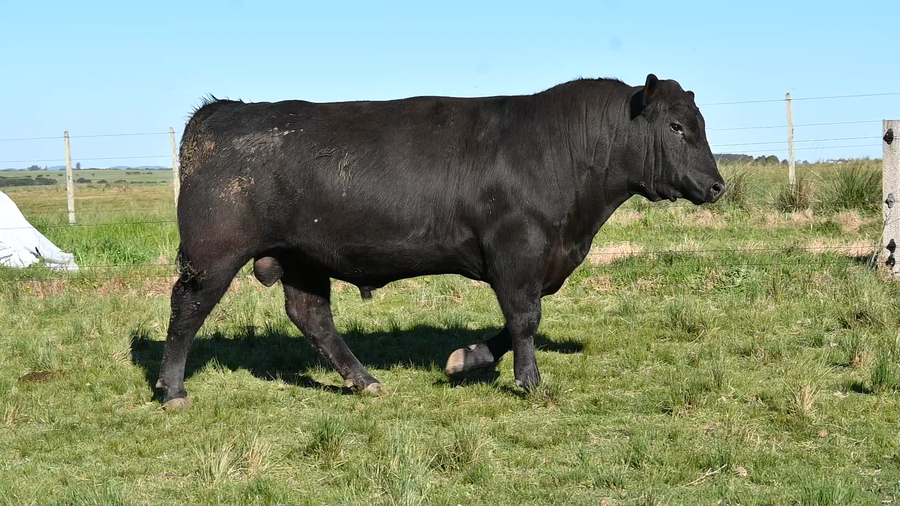 Lote 2 TOROS PEDIGREE DE 1 AÑO Y 1/2 , Y 3 AÑOS