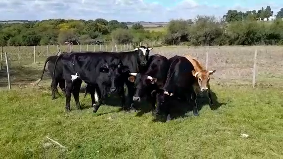 Lote NOVILLOS GORDOS