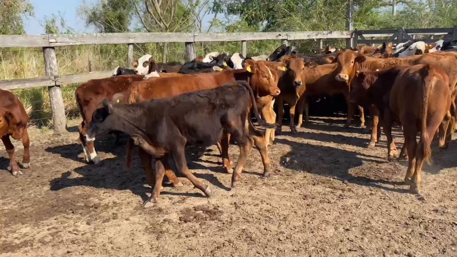 Lote 110 Terneras en Pto. Eva Perón, Chaco