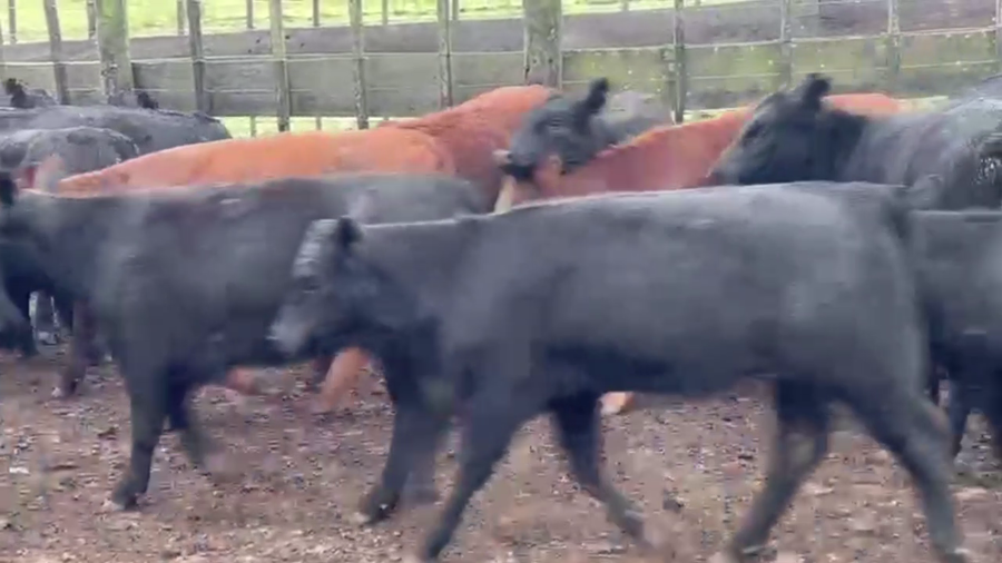 Lote 55 TERNS. HEMBRAS, CNEL. SUAREZ, BS. AS.