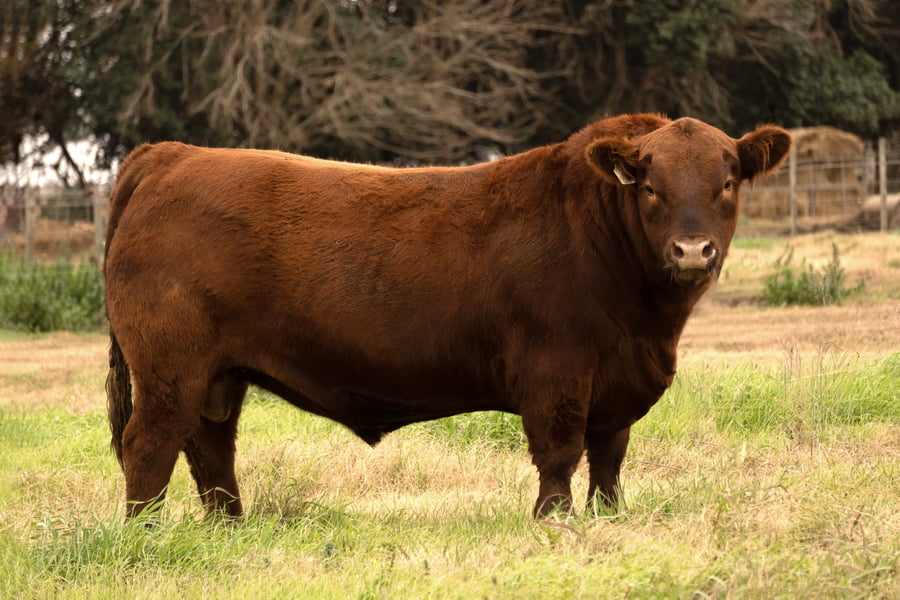 Lote RP 18571 - TOROS PP ELITE