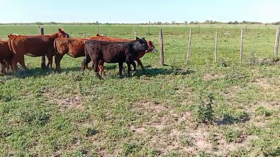 Lote 8 Terneras Angus y Braford en Sunchales, Santa Fe