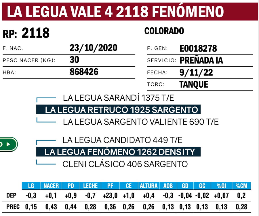 Lote VAQUILLONAS ANGUS  PP