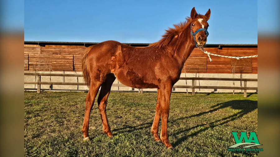 Lote MANDALINA RULER (Arg)