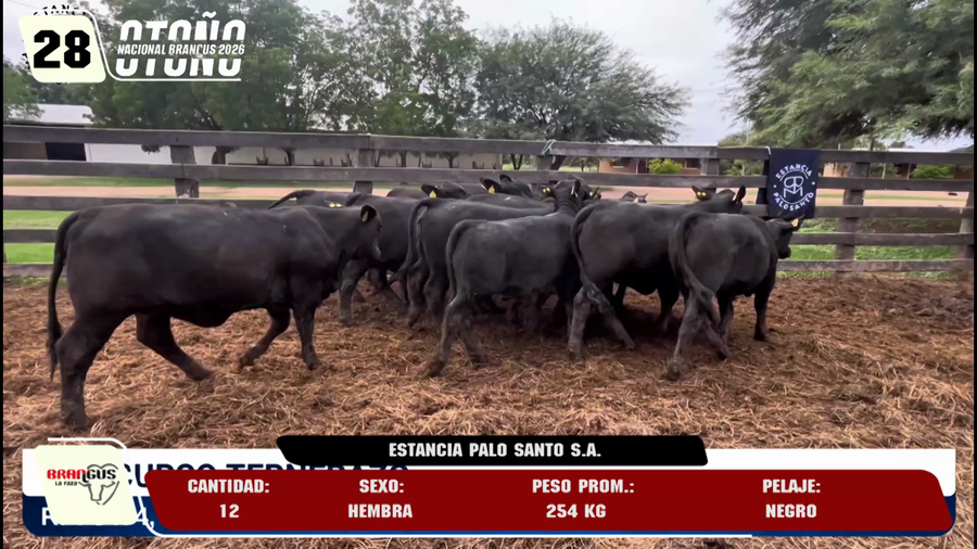 Lote LOTE 28
