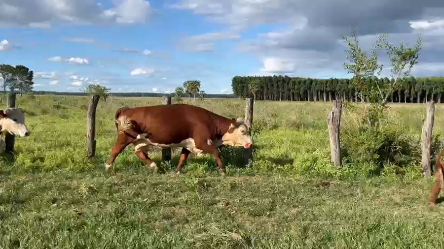 Lote 45 Vacas de invernar