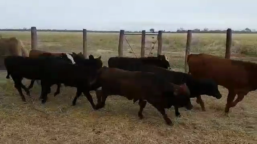 Lote 69 Terneros/as en Añatuya, Santiago del Estero