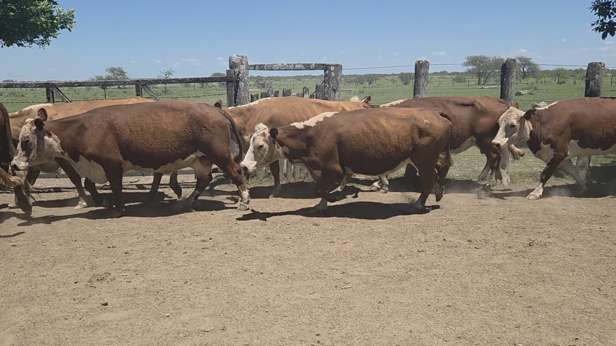 Lote 100 Vacas CUT preñadas en Entre Ríos, Los Conquistadores