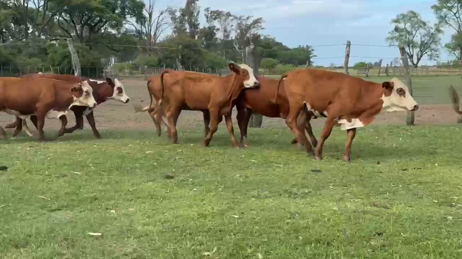 Lote 223 Vaquillonas en Corrientes, Mercedes